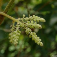 Dioscorea tomentosa J.Koenig ex Spreng.